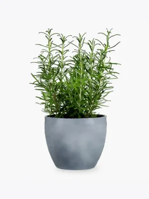 product image 5 optimized